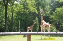SAM_0524