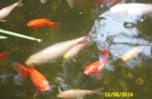 SAM_0528