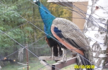 SAM_2345