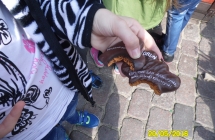 SAM_3441