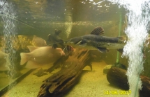 SAM_5329