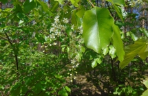 DSC00422
