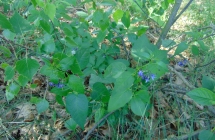 DSC00504