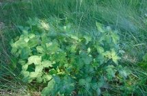 DSC00503