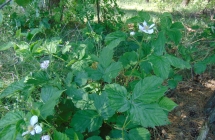 DSC00505