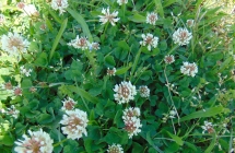 DSC00510