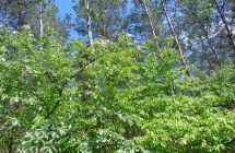 DSC00425 (1)